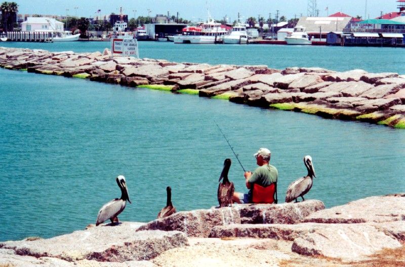 Hungry Pelicans