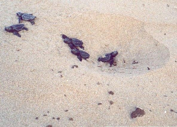 Loggerhead Turtle Hatching