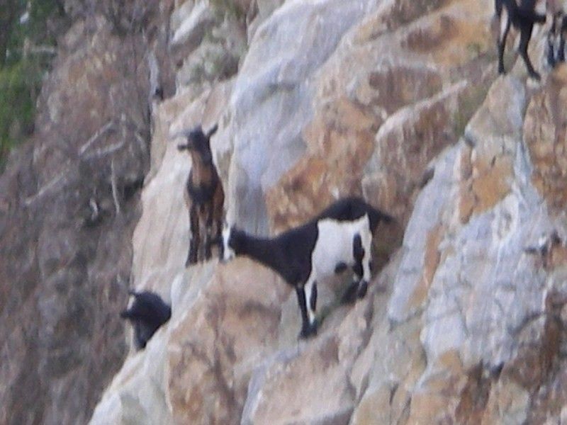 Sky Goats!