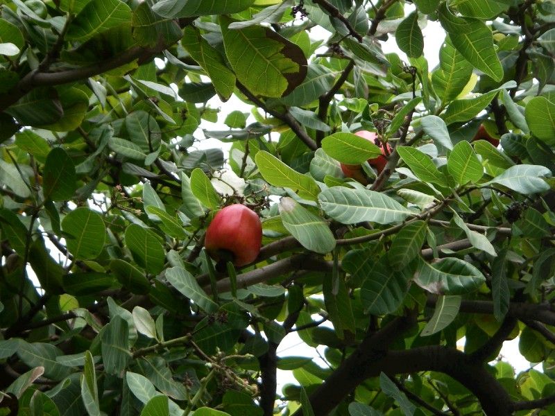 Can you Cashew!