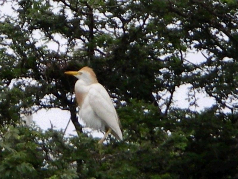 Smart Egrets