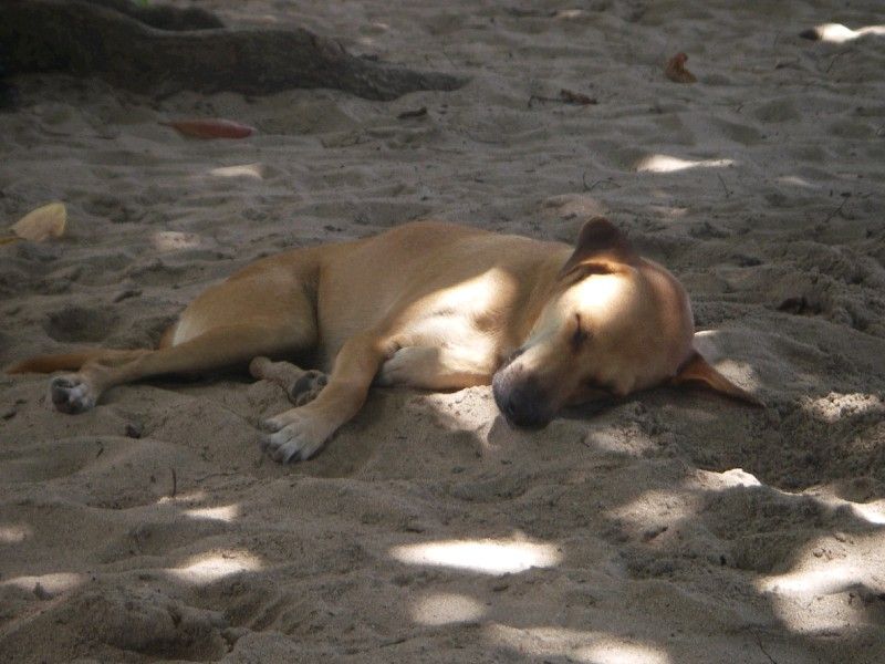 A Dog's Life