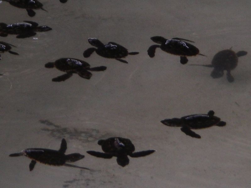 Baby Turtles