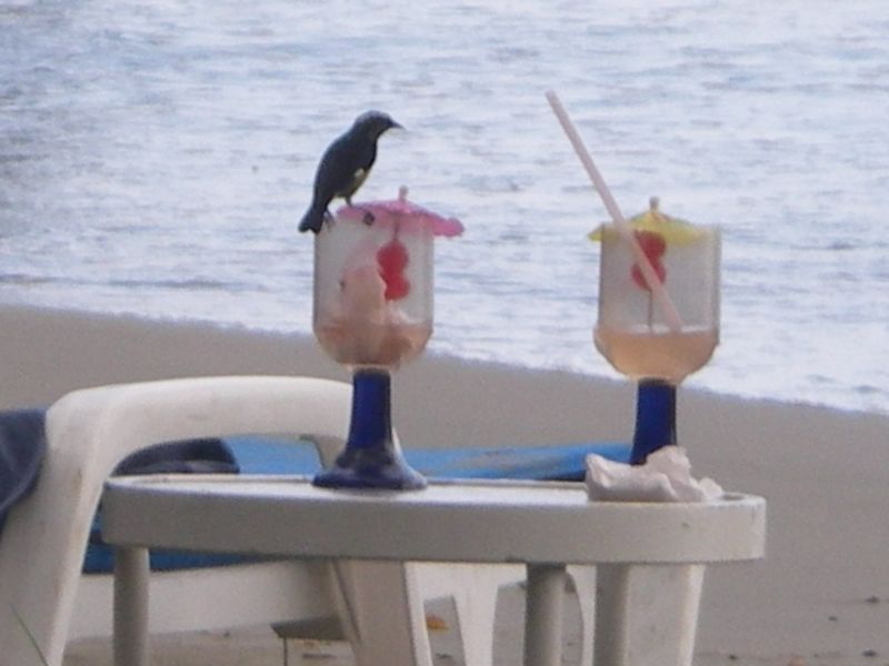 Bird Watching Liward Style!