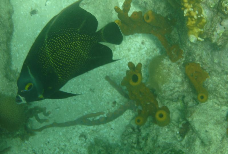 Buccoo Reef