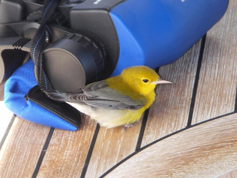 Hitch Hiker!