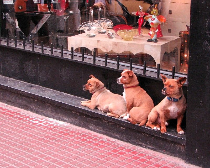 How much for the doggies in the window