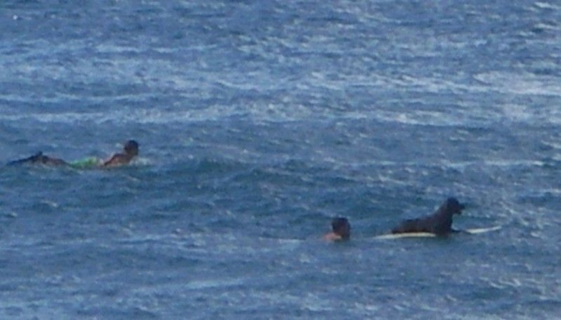Surf Dawg