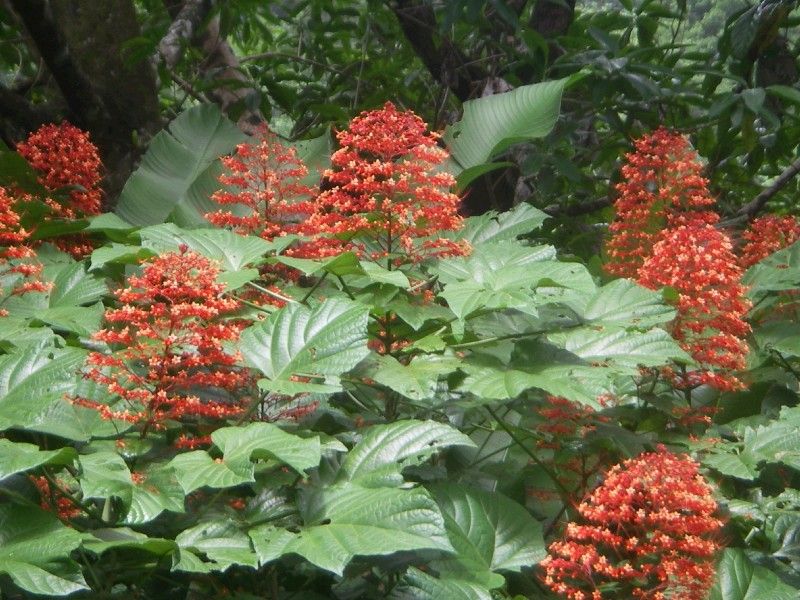 Flowers Everywhere