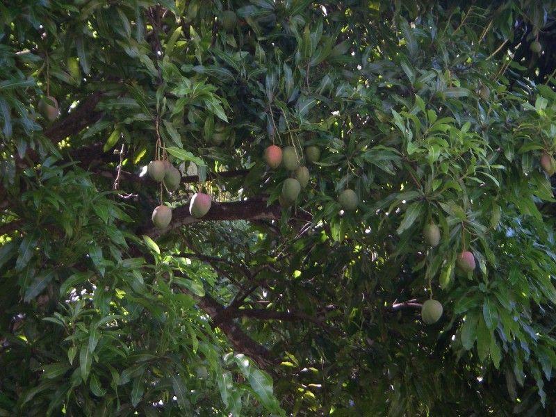 Mangos