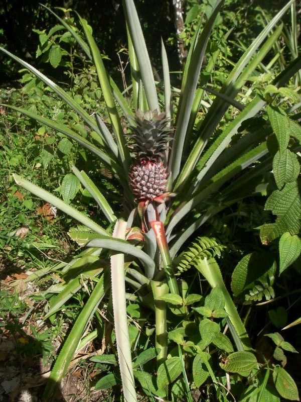 Fresh Pineapple