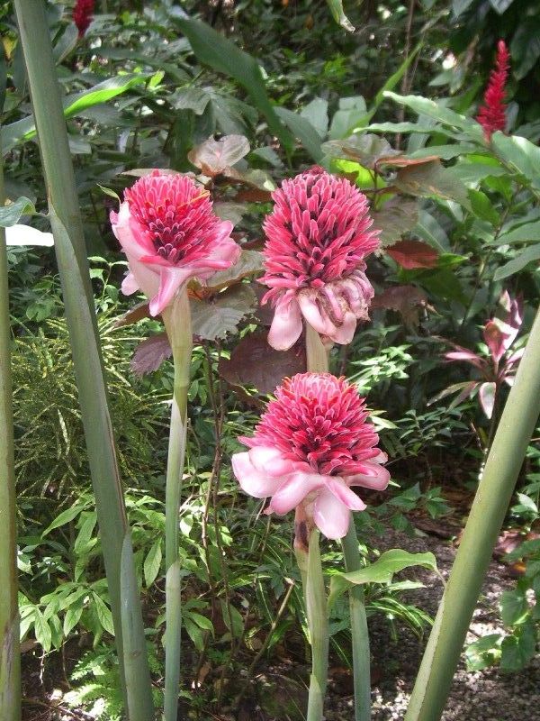 Beautiful Flora