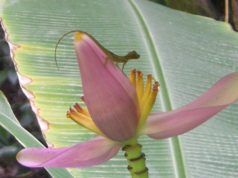 Lizard on Banana