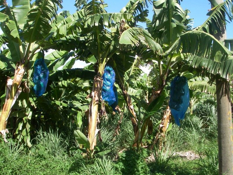 Banana Condoms
