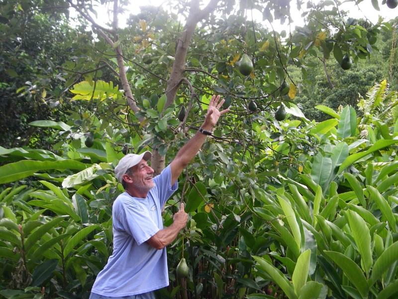 Avocado Man