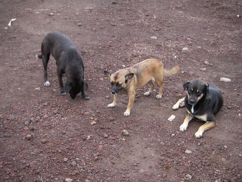 Boatyard Dogs