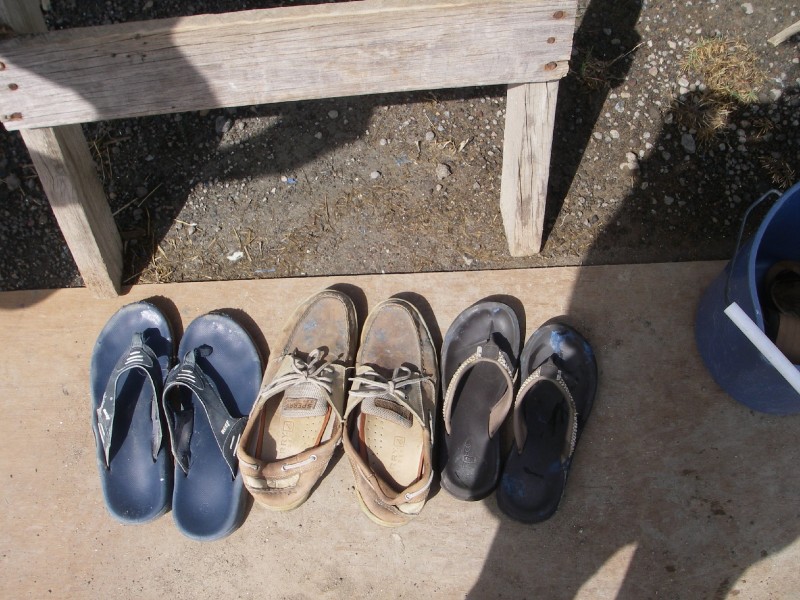 Blue Suede Shoes