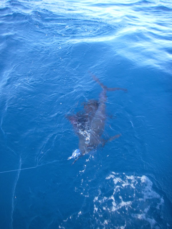 The One that Got Away!