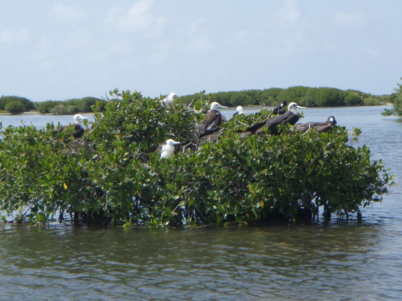 Frigate Rookery