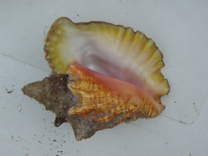 Get Conched!