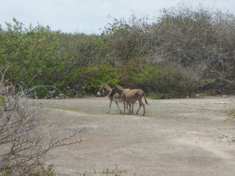 Wild Donkey's