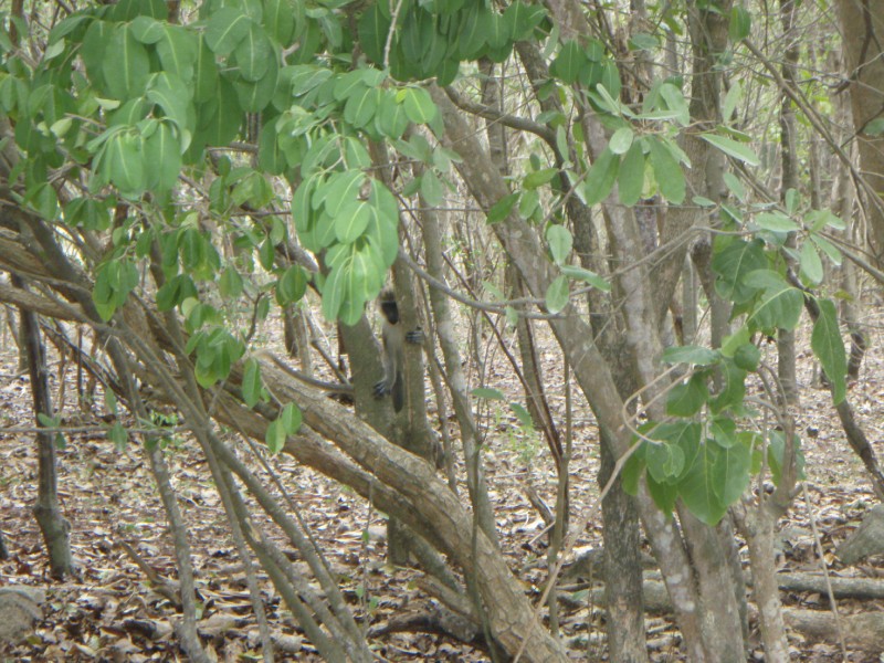Nevis Monkeys