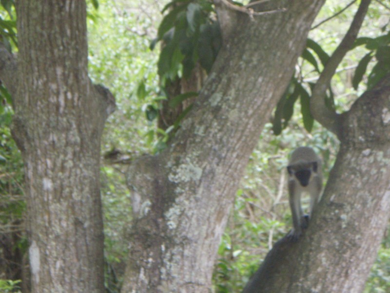 More Monkeys