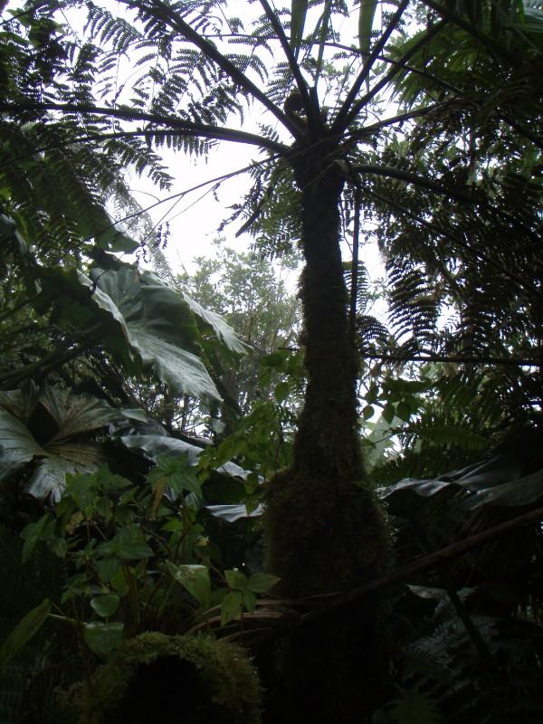 Rainforest