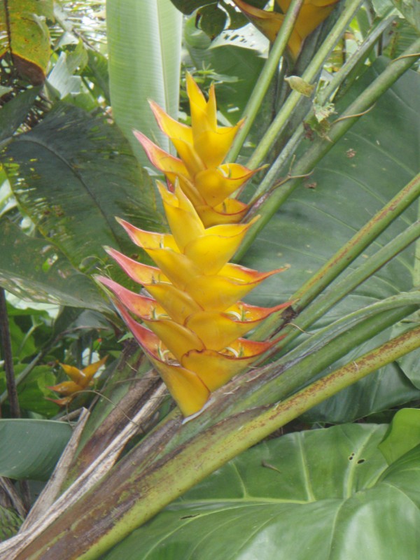 Halyconia