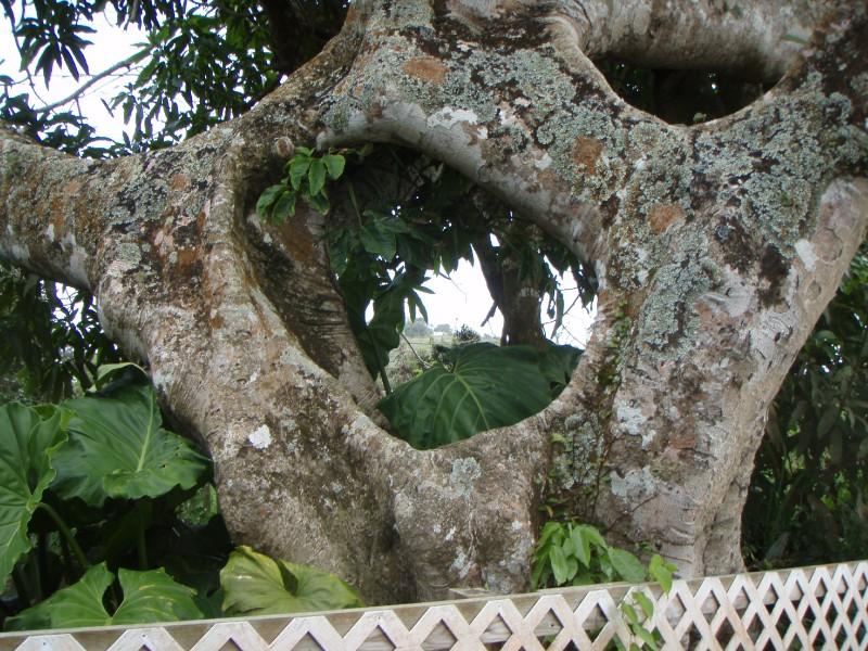 A hole in that tree!