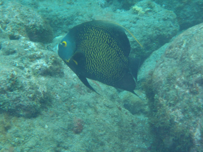 French Angel Fish