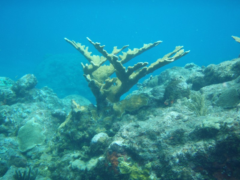 Coral
