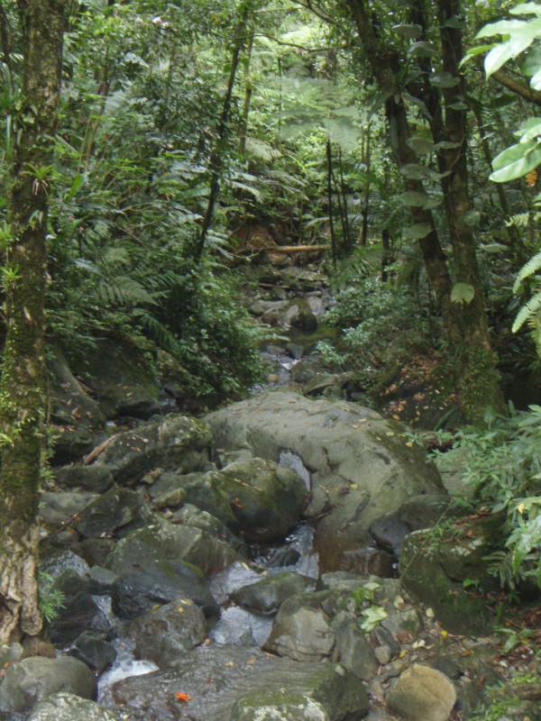 El Yunque Rainforest
