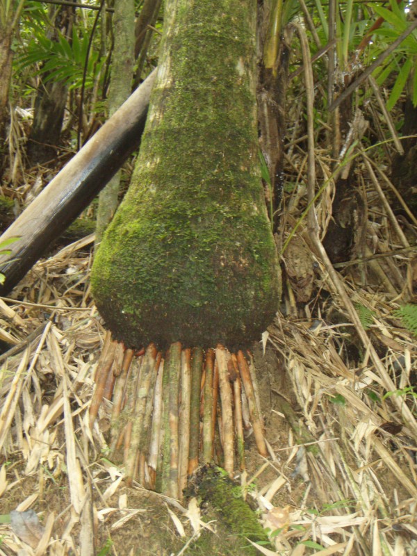 The Root of the Problem