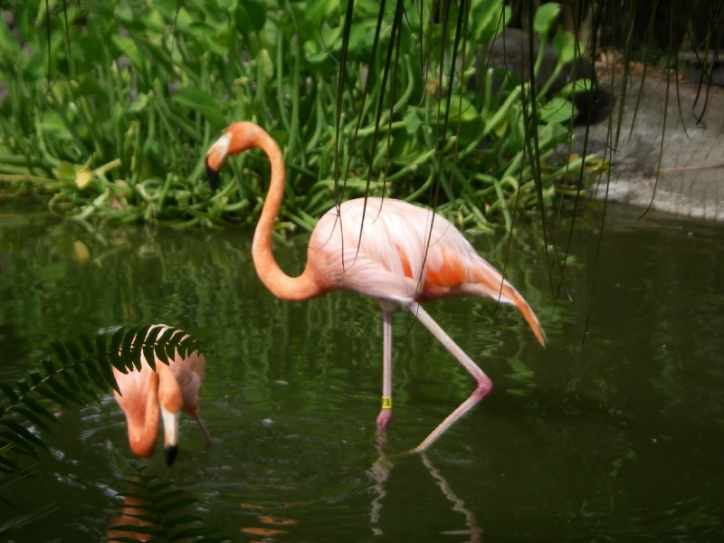 Think PINK!