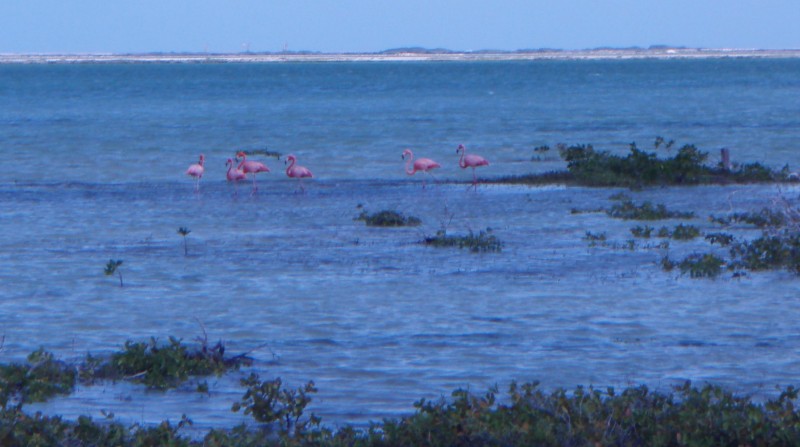 Caribbean Flamingos
