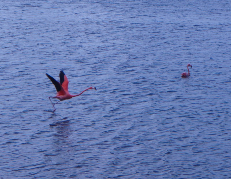 Flying Flamingos
