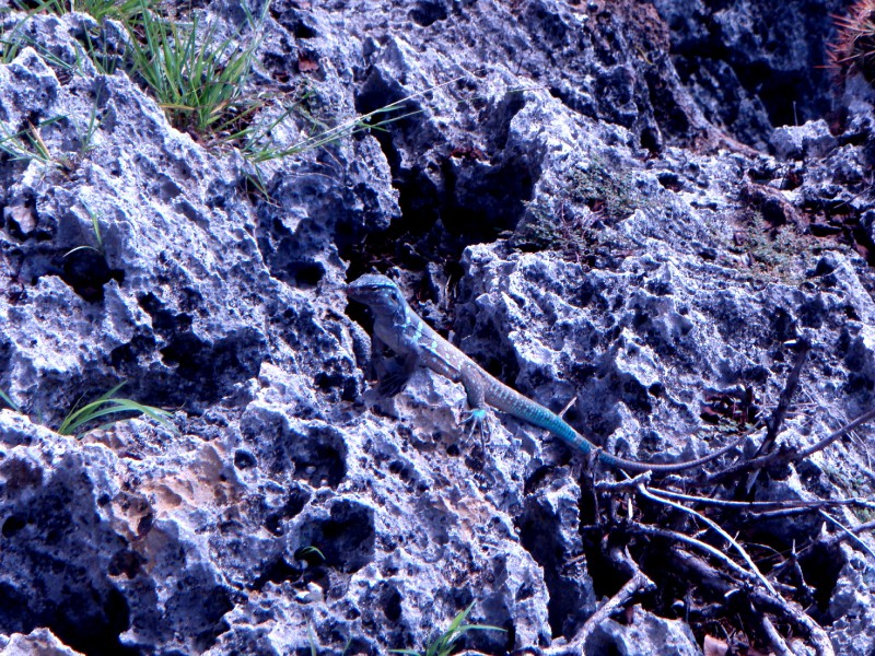 Turquoise Lizard