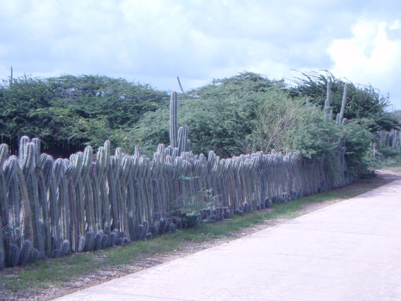 Cactus Fence