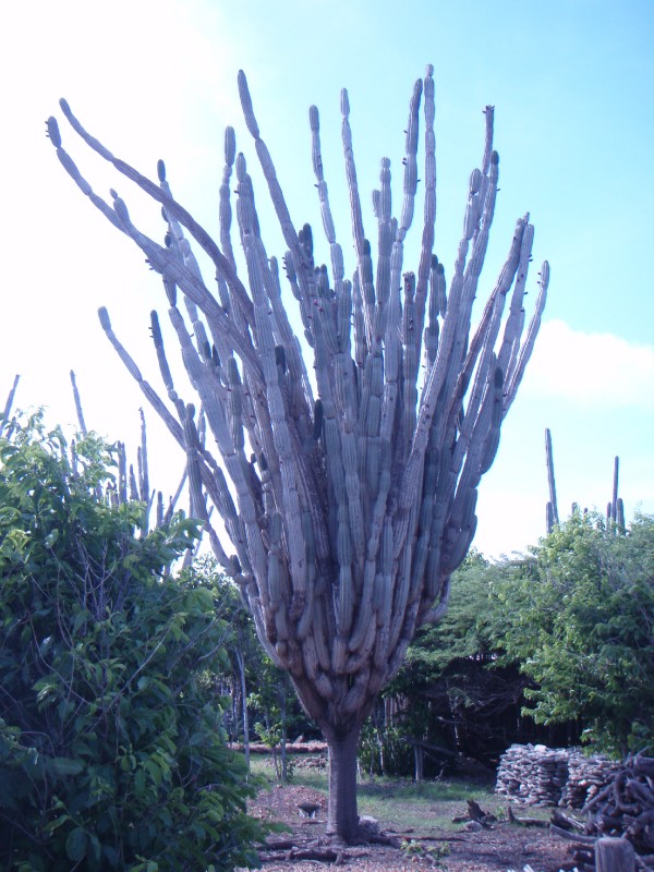 Cactus Tree