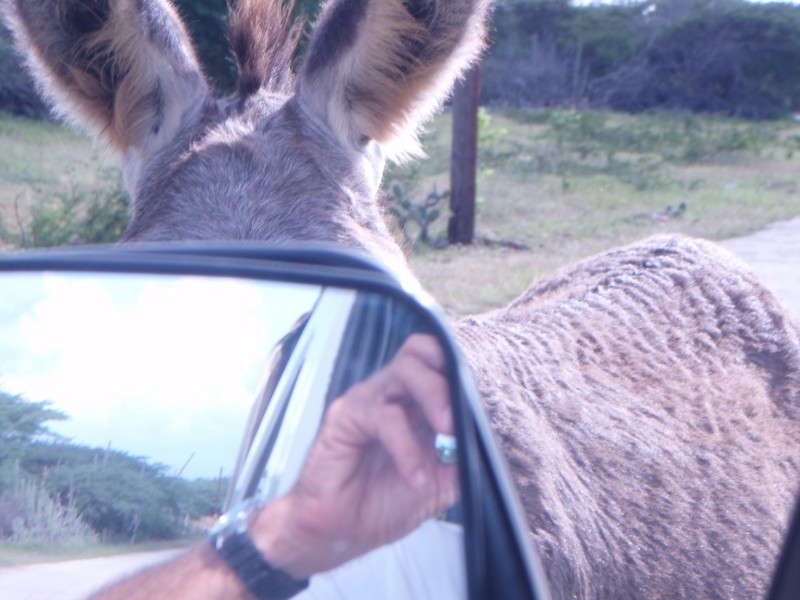 Whose in the Mirror!