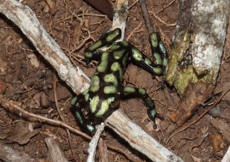 Neon Frog