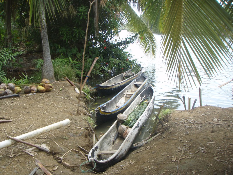 Coconut Crop