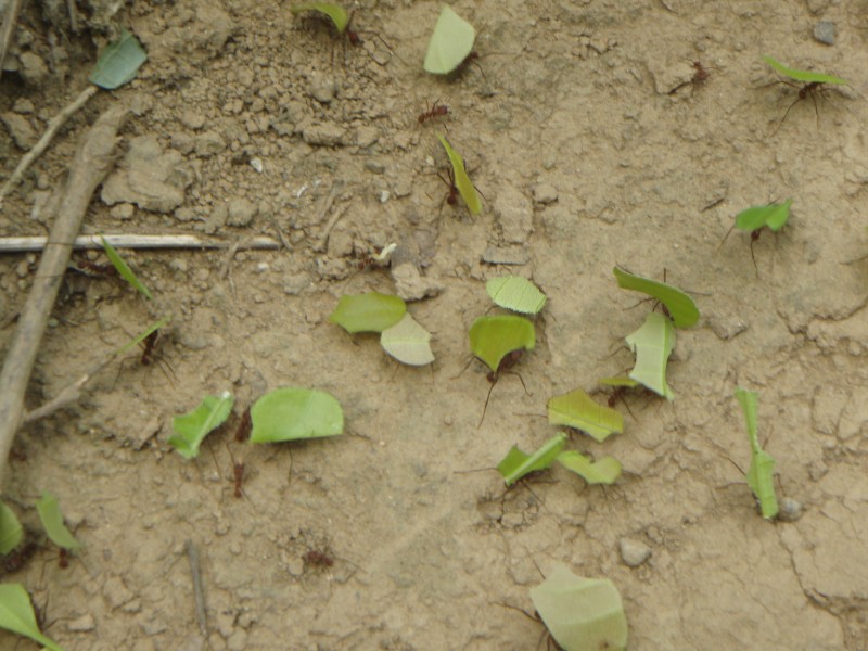 Leaf Ants