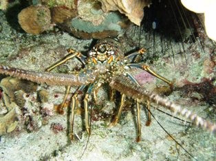 Lucky Lobster!