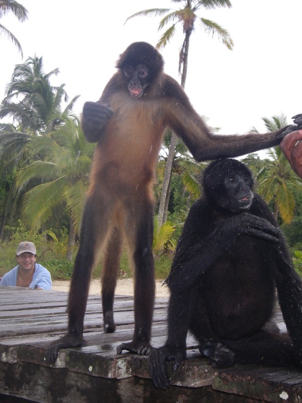 Monkey See, Monkey Do!