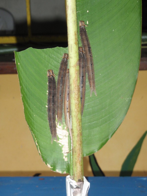 BUTTERFLY FARM