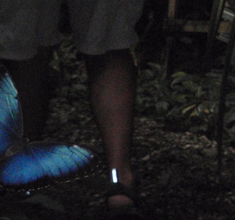 Blue Morpho