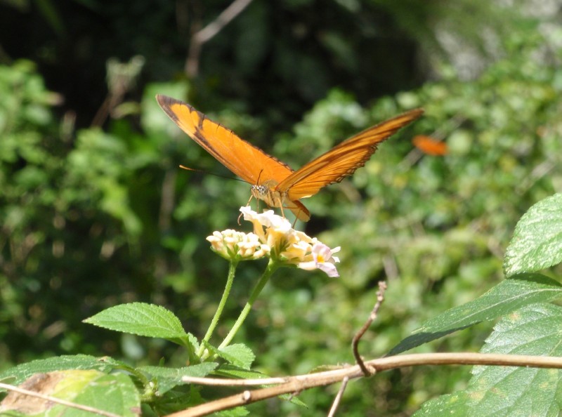 Free Range Butterflies