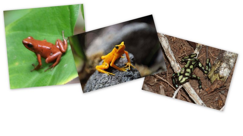 Frogs, Frogs, Frogs,